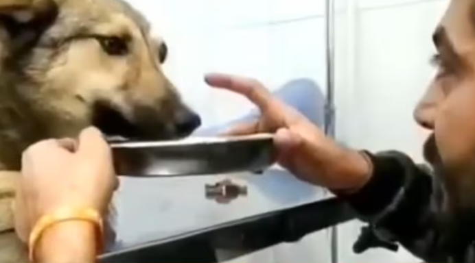 Rescue Poor Dog broken pelvis one of her legs which makes her unable to stand._part2