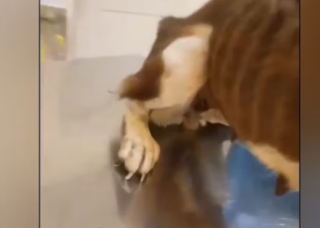 Rescue Poor Dog Deep Wound In Front Legs Make Her Can not Stand_part2