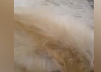Rescue Poor Dog Deep Wound On His Head Watch His_part2