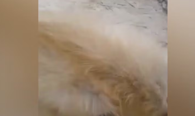 Rescue Poor Dog Deep Wound On His Head Watch His_part2
