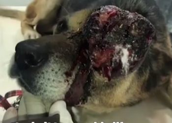 Rescue Poor Dog Eye Bursting Turning into Big Tumors._part2