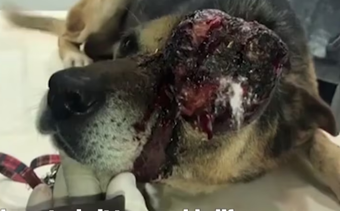 Rescue Poor Dog Eye Bursting Turning into Big Tumors._part2