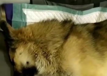 Rescue Poor Dog Hit by Car Left Alone On Street Broken Leg PLEASE HELP_part2