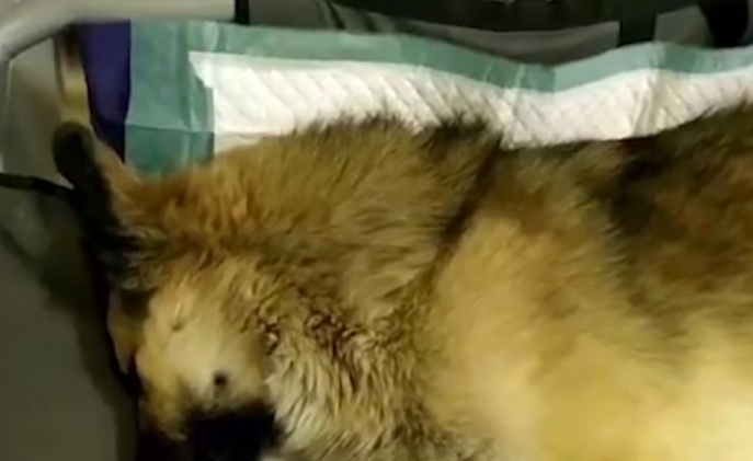 Rescue Poor Dog Hit by Car Left Alone On Street Broken Leg PLEASE HELP_part2