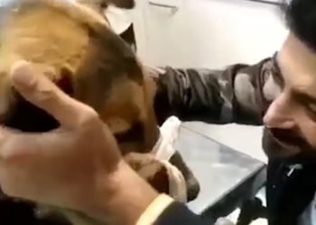 Rescue Poor Dog In Very Bad Condition Was Struggling So much Pain_part2