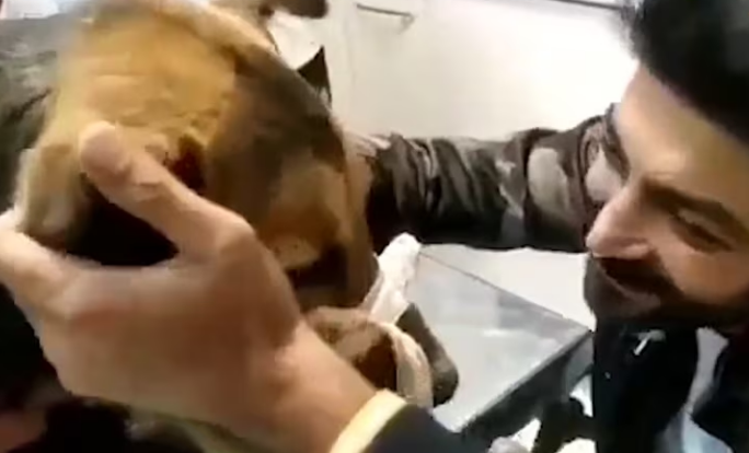 Rescue Poor Dog In Very Bad Condition Was Struggling So much Pain_part2