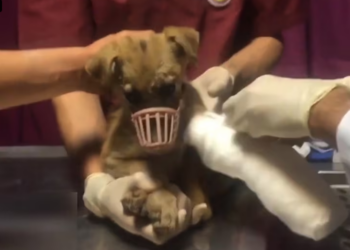 Rescue Poor Dog Spent Rest of Her Life Legs_part2