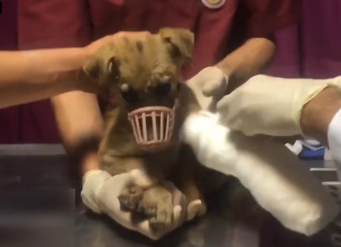 Rescue Poor Dog Spent Rest of Her Life Legs_part2