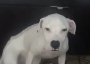 Rescue Poor Dog Was Abandoned In Card Box Desperate Eyes When_part2