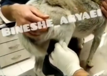 Rescue Poor Dog Was Bitten By Another Dog_part2