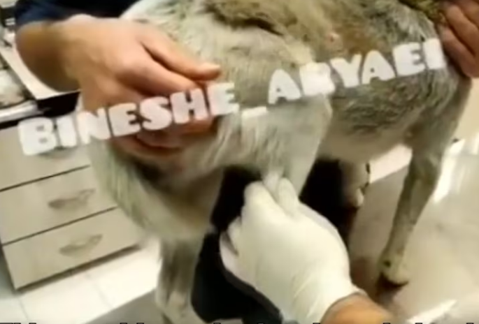 Rescue Poor Dog Was Bitten By Another Dog_part2