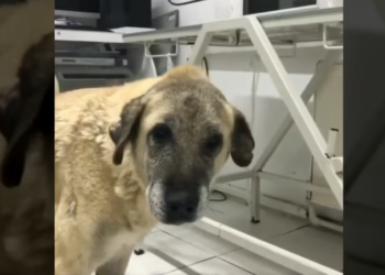 Rescue Poor Dog Was Dumped On Street Big Tumor_part2