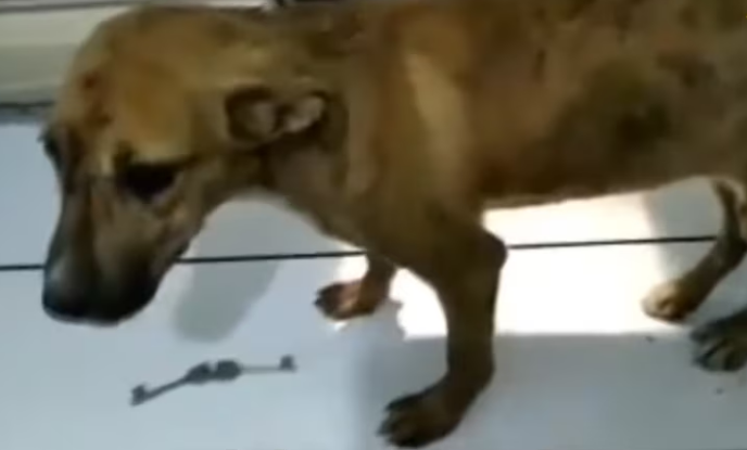 Rescue Poor Dog Was Hit By Car Abandoned at Corner Long days_part2