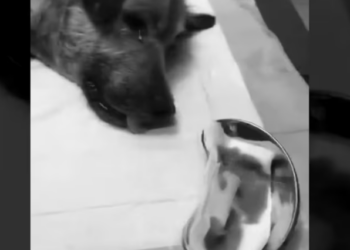 Rescue Poor Dog Was Hit By Car He was completely Shocked_part2