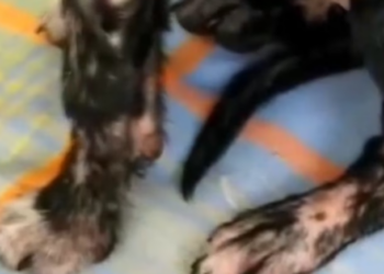 Rescue Little Puppy Frightened in lot of Pain due to Broken Legs_part2