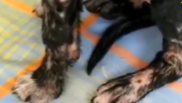 Rescue Little Puppy Frightened in lot of Pain due to Broken Legs_part2