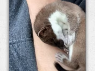 Girl found tiny baby on road then_part2