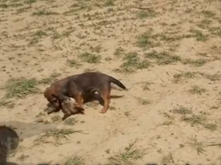 Rescue lot of Abandoned Puppies near_part2