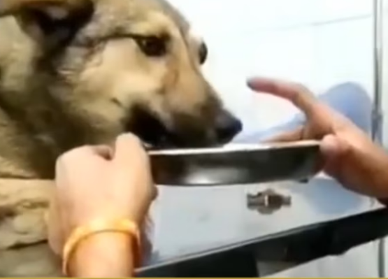 Rescue Poor Dog broken pelvis one of her legs which makes her unable to stand._part2