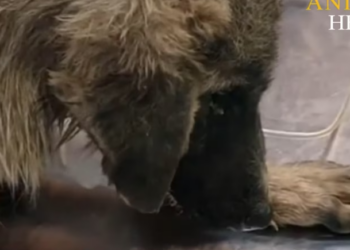 Rescue Poor Dog Can not Open Eyes Beacause of_part2