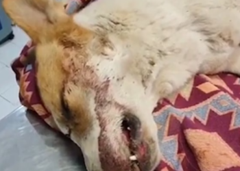 Rescue Poor Dog Was Shot Leave Alone On Street_part2
