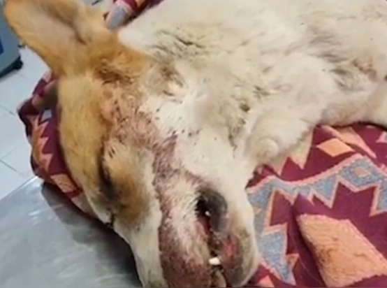 Rescue Poor Dog Was Shot Leave Alone On Street_part2