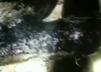 Rescue Poor Dog was stuck in tar Miracle found him in Dark_part2