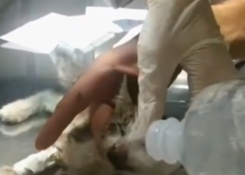 Rescue Poor Kitten Has No Sign Of_part2