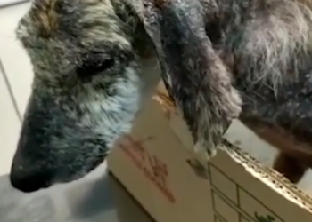 Rescue Dog Lived Broken Leg He Suffered Long Time_part2