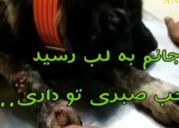 Rescue Homeless Dog Covered by Flea Rotting Worm on His Back, Watch His Happy Ending_part2