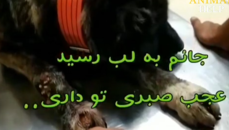 Rescue Homeless Dog Covered by Flea Rotting Worm on His Back, Watch His Happy Ending_part2