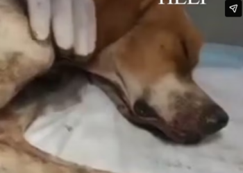 Rescue Homeless Dog Covered by Fleas many open wounds Please help_part2