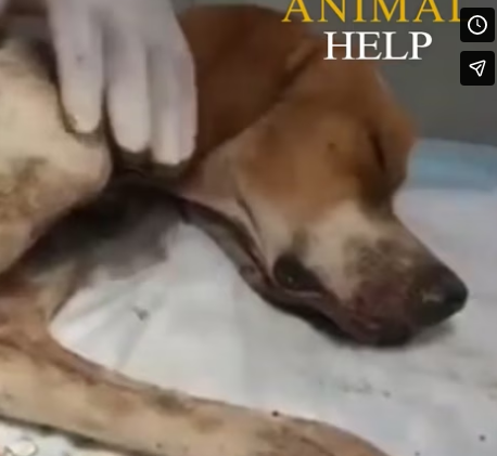 Rescue Homeless Dog Covered by Fleas many open wounds Please help_part2