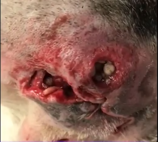 Rescue Husky Dog Whose Eye Was Torn Out His Owner Didn Want To Take Him to_part2