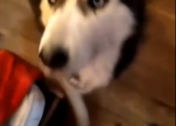 Rescue Husky was Thrown Out on street Cruelly Beaten_part2