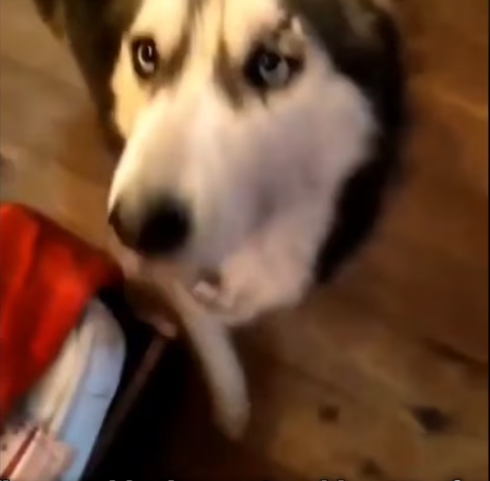 Rescue Husky was Thrown Out on street Cruelly Beaten_part2