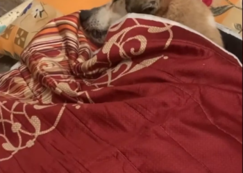 Rescue Innocent dog was struggling because of act of human_part2