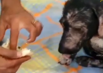 Rescue Little Puppy Frightened in lot of Pain due to Broken Legs_part2