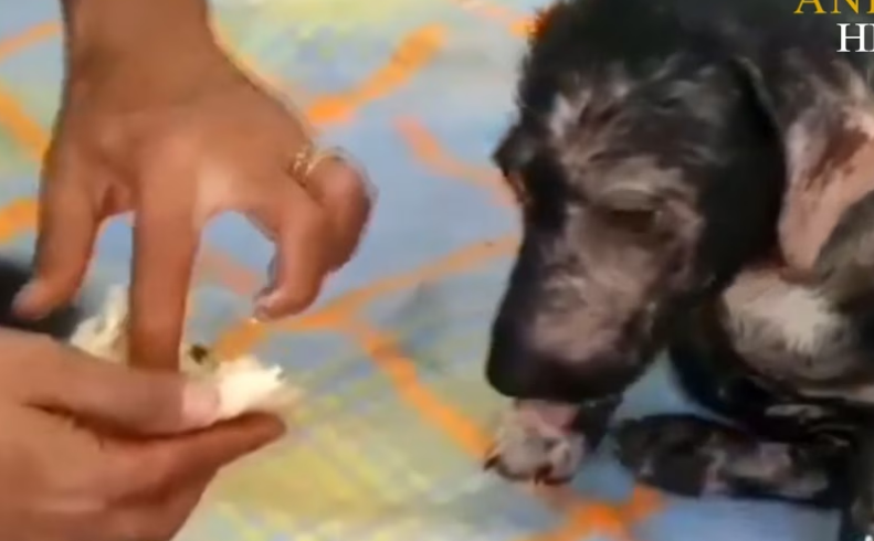 Rescue Little Puppy Frightened in lot of Pain due to Broken Legs_part2