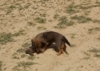 Rescue lot of Abandoned Puppies near_part2