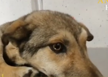 Rescue Poor Dog broken pelvis one of her legs which makes her unable to stand._part2