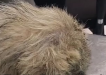 Rescue Poor Dog Can not Open Eyes Beacause of_part2