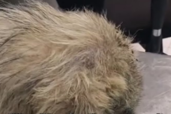 Rescue Poor Dog Can not Open Eyes Beacause of_part2