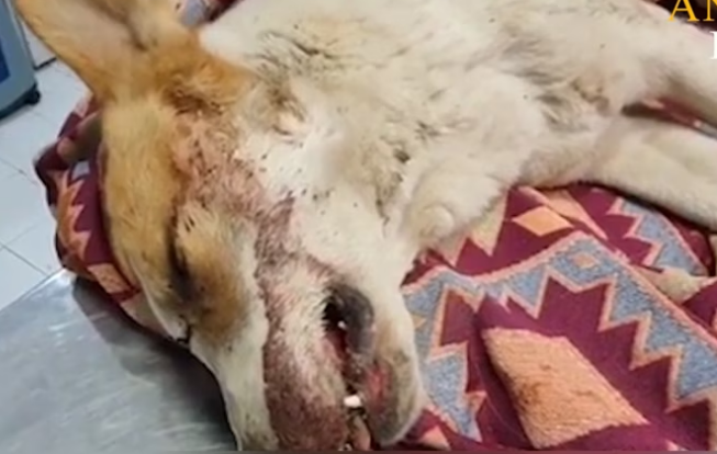 Rescue Poor Dog Was Shot Leave Alone On Street_part2