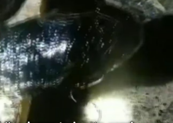 Rescue Poor Dog was stuck in tar Miracle found him in Dark_part2