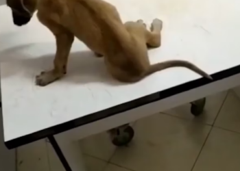 Rescue Poor Little Puppy Broken Bones In Leg Screaming Everytime We Touch_part2