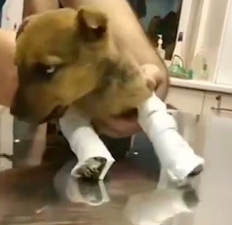 Rescue Poor Puppy Birth Defects In Legs He Can Walk_part2