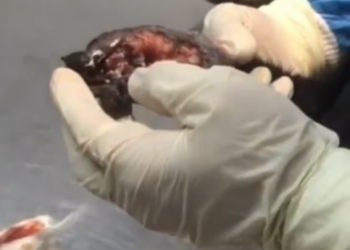 Rescue Poor Puppy in Hopeless Condition His hands Having Been Run over by Car_part2