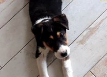 Rescue Poor Puppy Tried to Eat Her dead sister to Stay alive_part2