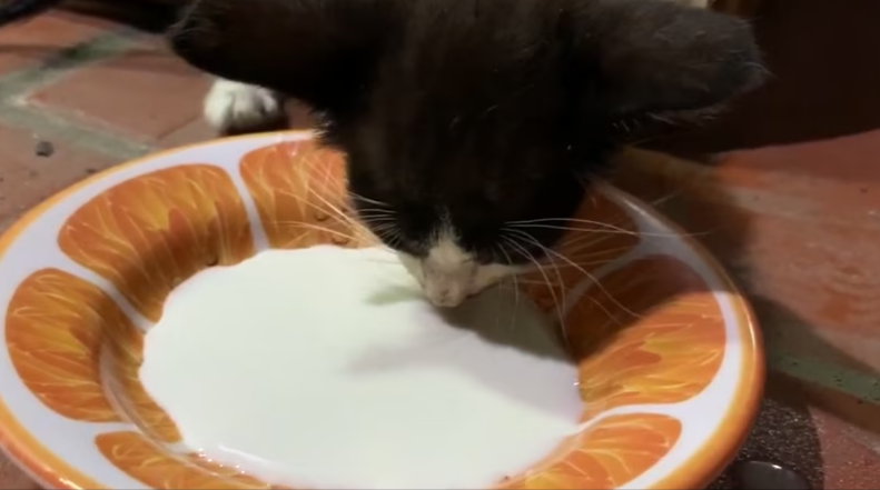 Rescue Skinny Kitten Abandoned by Owner In Card Box_part2